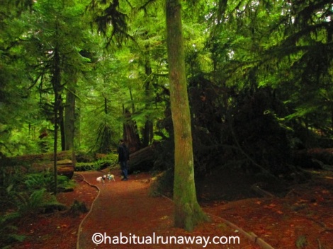 Two Dogs in Cathedral Grove